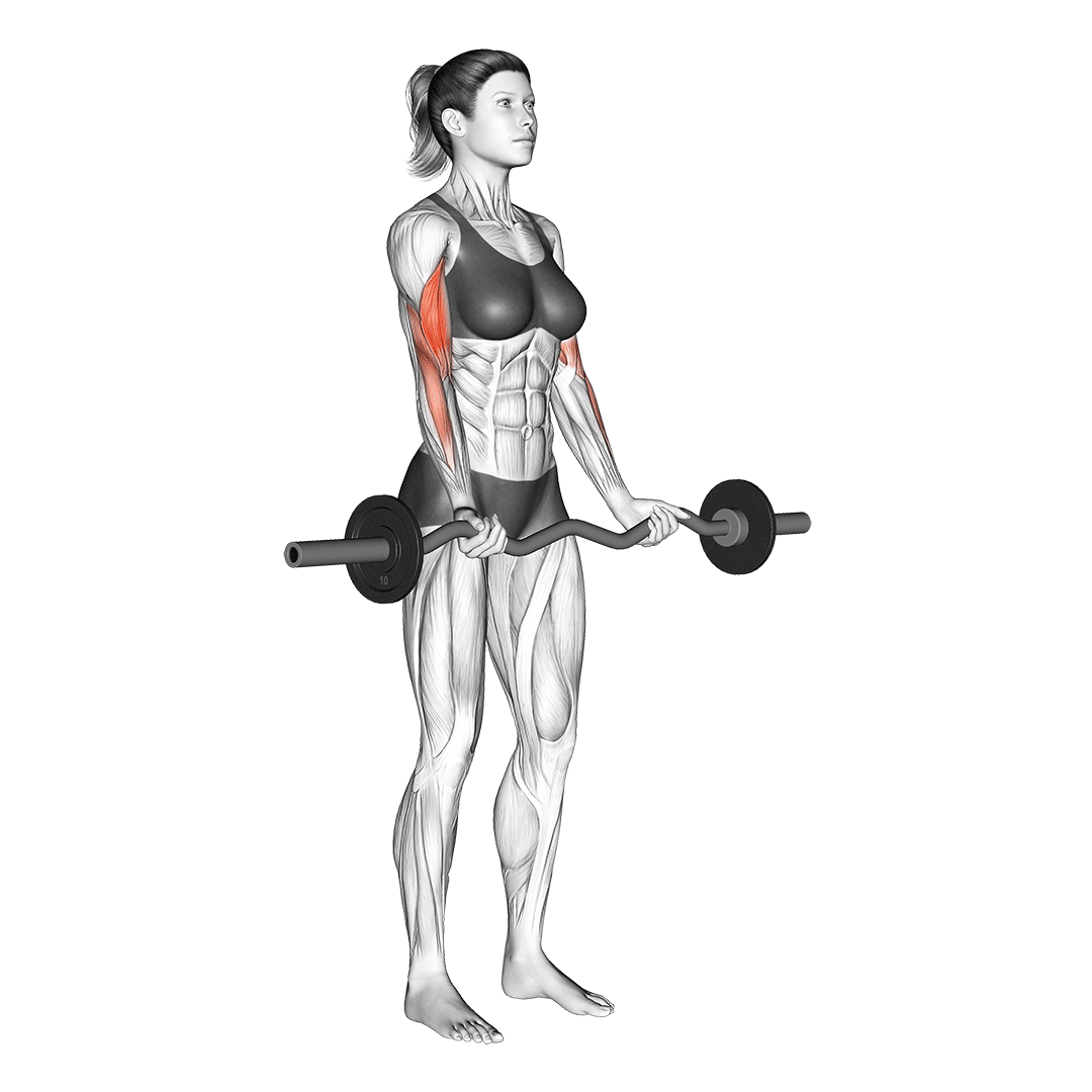 Woman doing EZ-Bar Curl with Barbell
