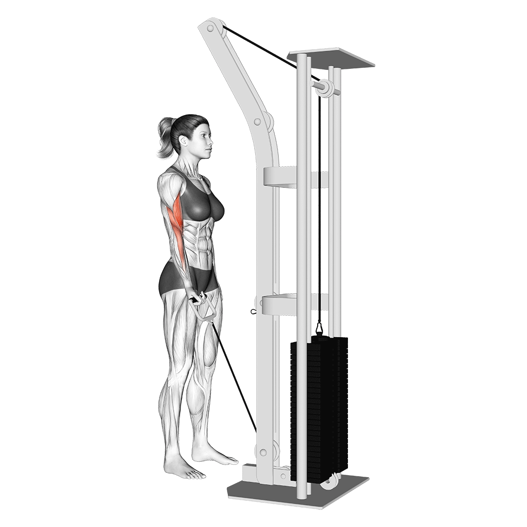 Woman doing Single Arm Low Pulley Curl