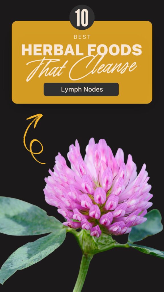 1. 10 Herbal Foods That Cleanse the Lymph Nodes